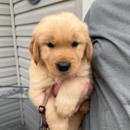 Brown boy - Golden male Golden Retriever puppy in Macy, Indiana from Macy Golden Meadows