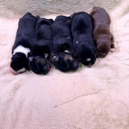 Coal - Black tri-color male Australian Shepherd puppy in Howardsville, Virginia from Spectacular Aussies and Cavaliers