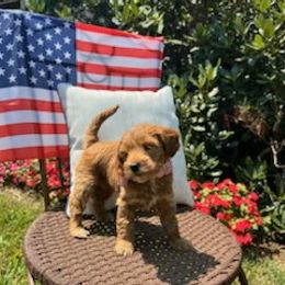Birdie, now WINNIE - Apricot female Goldendoodle puppy in Lillington, North Carolina from Peace, Love, and Puppies at the Creek