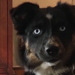 Bandit - Miniature Australian Shepherd