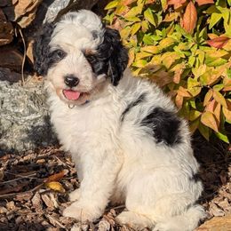 Montana - Black and white male Bernedoodle puppy in Placerville, California from Quartz Mountain Doodles
