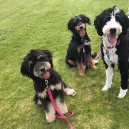 "Savannah, Lucy and India" Bernedoodle and Goldendoodle Puppies from Camp Doodle Woods