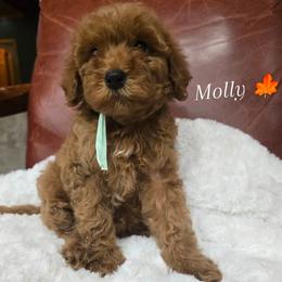 Girl - female Goldendoodle puppy in Bristol, Tennessee from 4goldendoodles