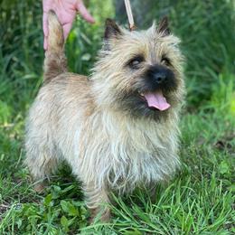 Jazzy - Cairn Terrier
