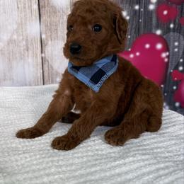 Comet - Red  male Poodle puppy in Cape Coral, Florida from Ruby the poodle