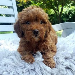 Cockapoo, Cocker Spaniel, and Goldendoodle Puppies from Robbin's Treasures