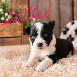Bo peep - Black female Border Collie puppy in Sanger, California from Flying M Cactus Ranch Buddies