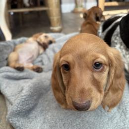 Dachshund Puppies from Sausage Squad