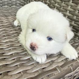 Hamlet - White male Pomsky puppy in Winchendon, Massachusetts from Mountain View Pomskies