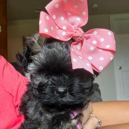Truffle - Black gold and white female Shihpoo puppy in Millsap, Texas from Gaston’s Posh Poodles and Doodles