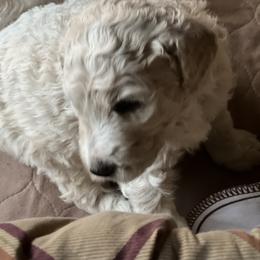 Poodle Puppies from Amanda Winrotte