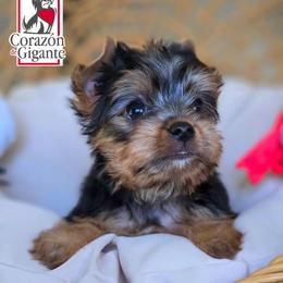 Bingo - Black and tan female Yorkshire Terrier puppy in California from Corazon de gigante