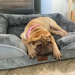 Chinese Shar-Pei Puppies from Sunspire Shar-Pei