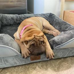 Chinese Shar-Pei Puppies from Sunspire Shar-Pei