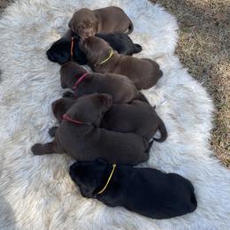 Labrador Retriever Puppies from Crout Kennels