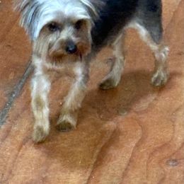 Dragon - Yorkshire Terrier