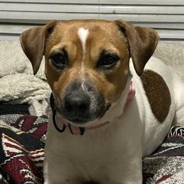 Applejax - Jack Russell Terrier