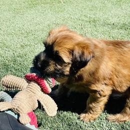 Boy 3 - Wheaten male Soft Coated Wheaten Terrier puppy in Dragoon, Arizona from Wild West Wheatens
