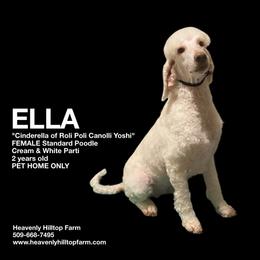 ELLA - Parti female Poodle puppy in Charlo, Montana from Heavenly Hilltop Farm