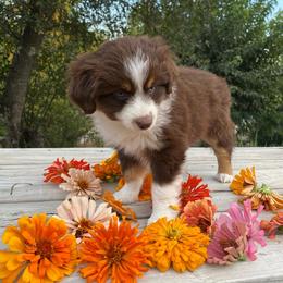 Brownie - Red tri female Miniature Australian Shepherd puppy in Sonora, California from Quarle Ranch Mini Aussies