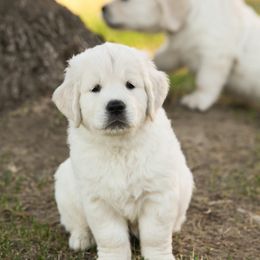 Golden Retriever Puppies from Gravitas Golden Retrievers