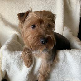 Ted - Yorkshire Terrier