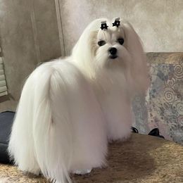 Ian - Maltese