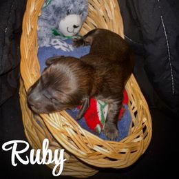 Ruby - Chocolate female Dachshund puppy in Manhattan, Kansas from Alissa's Dachshunds