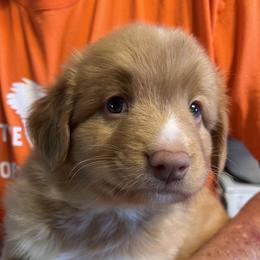 Orange collar - Red male Nova Scotia Duck Tolling Retriever puppy in Farmington, Illinois from Beekauz Kennel