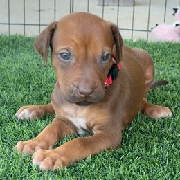 Ginger - Rd whtn brn nose female Rhodesian Ridgeback puppy in Montgomery, Texas from Timber Ridge Kennels