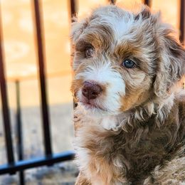 Billy the Kid - Red merle Assorted Doodle Crosses puppy in Indianapolis, Indiana from Do Wah Diddy Doodles