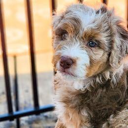 Billy the Kid - Red merle Assorted Doodle Crosses puppy in Indianapolis, Indiana from Do Wah Diddy Doodles