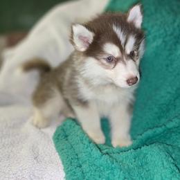 Ember - Red and white female Siberian Husky puppy in Kansas City, Missouri from Anuun's Huskies