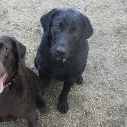 Labrador Retrievers from Sierra Valley Labs