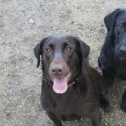 Labrador Retrievers from Sierra Valley Labs