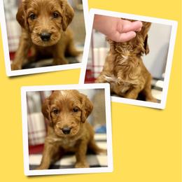 Sugar - Red female Irish Doodle puppy in Bluefield, Virginia from Love on a Leash