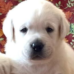 Boy 2 - Yellow male Labrador Retriever puppy in Jamestown, Ohio from Heartlands Quality Labrador Retrievers