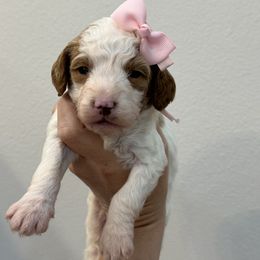 Pink girl - White female Cavapoo puppy in Waskom, Texas from Pearls & Curls doodles & poodles