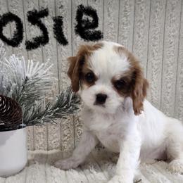 Rosie - Blenheim female Cavalier King Charles Spaniel puppy in Chattanooga, Tennessee from Oodles of Cuties!