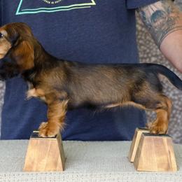 Rain - Dachshund