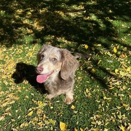 Truett - Dachshund