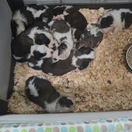 Boy 5 - Mahogany and white male Saint Bernard puppy in Camby, Indiana from Heather's Noble Saints