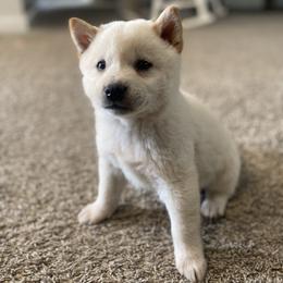 Taiyo - Cream male Shiba Inu puppy in Monett, Missouri from Happy Tails Shiba Inus
