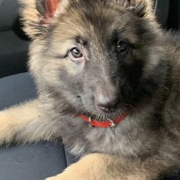 German Shepherds from Von Mengden German Shepherds