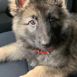 German Shepherds from Von Mengden German Shepherds