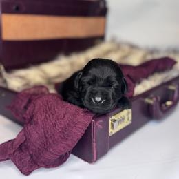 Aspen - Black female Labrador Retriever puppy in Rocky Top, Tennessee from Rocky Top Retrievers
