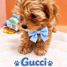 Gucci 2 - Brown male Maltipoo puppy in Concord, California from Puppy Boutique
