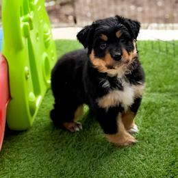 Nori - Black tri-color female Australian Shepherd puppy in Coldwater, Michigan from Northern Star Australian Shepherds