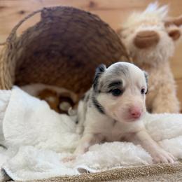 June - Blue merle female Border Collie puppy in Owenton, Kentucky from Three16 Ranch