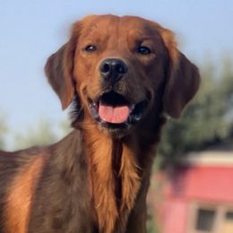 Goldendoodles and Golden Retrievers from Storybook Goldendoodles